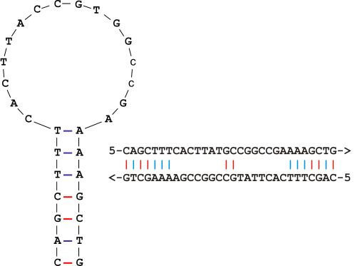 LUX primer hairpin structure quenching the 3-prime fluorophore before extension